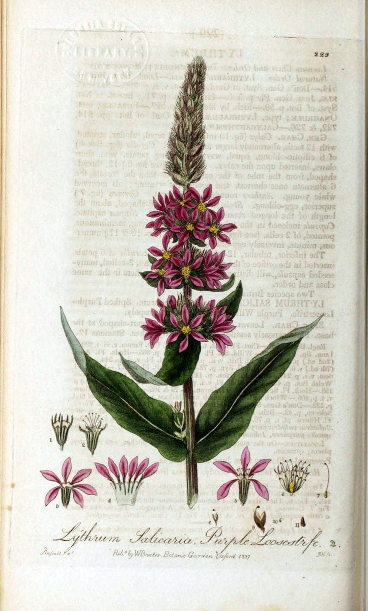 British phaenogamous botany,.Oxford,Published by the author, sold by J.H. Parker [etc.]1834-43.  | Vintage Print Reproduction 465021
