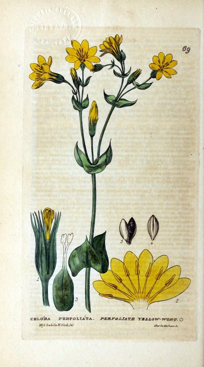 British phaenogamous botany,.Oxford,Published by the author, sold by J.H. Parker [etc.]1834-43.  | Vintage Print Reproduction 465023