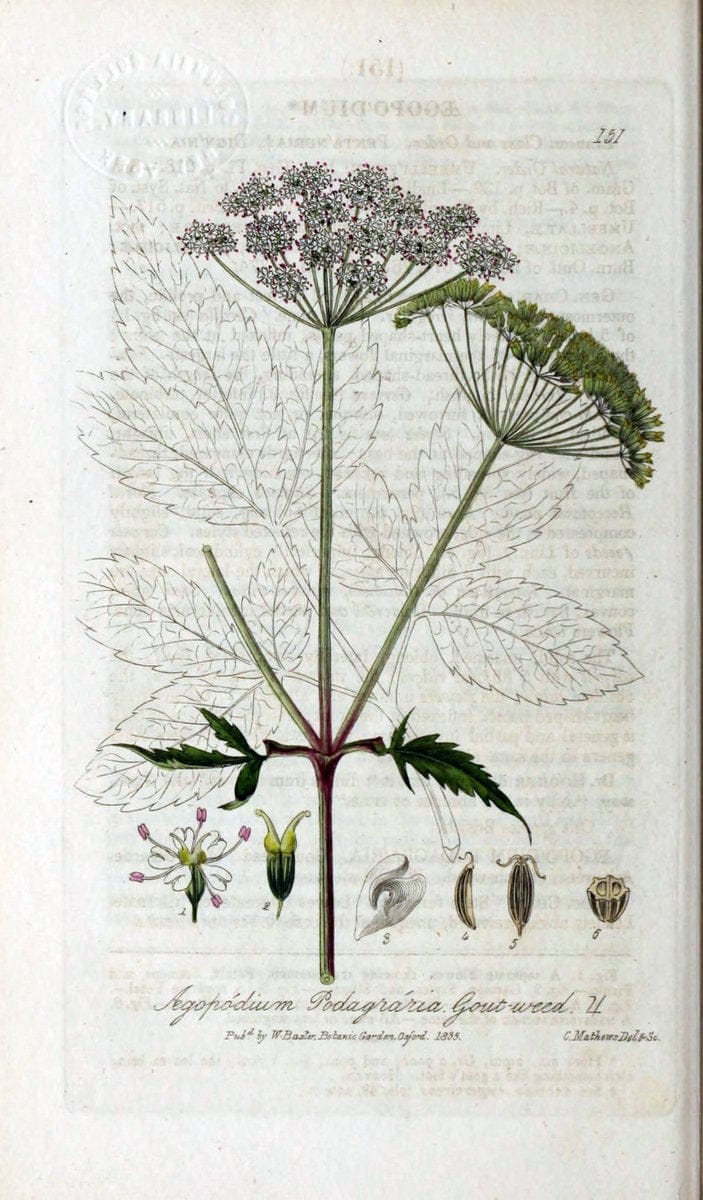 British phaenogamous botany,.Oxford,Published by the author, sold by J.H. Parker [etc.]1834-43.  | Vintage Print Reproduction 465026