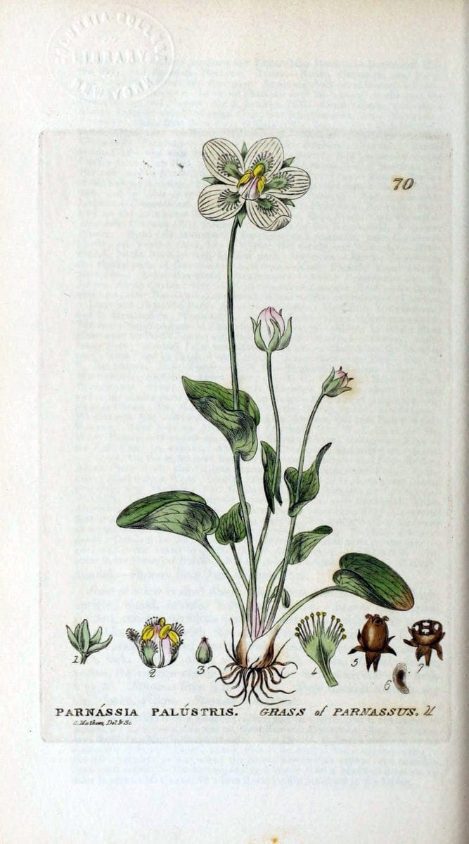 British phaenogamous botany,.Oxford,Published by the author, sold by J.H. Parker [etc.]1834-43.  | Vintage Print Reproduction 465027