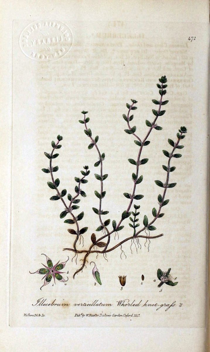 British phaenogamous botany,.Oxford,Published by the author, sold by J.H. Parker [etc.]1834-43.  | Vintage Print Reproduction 465028