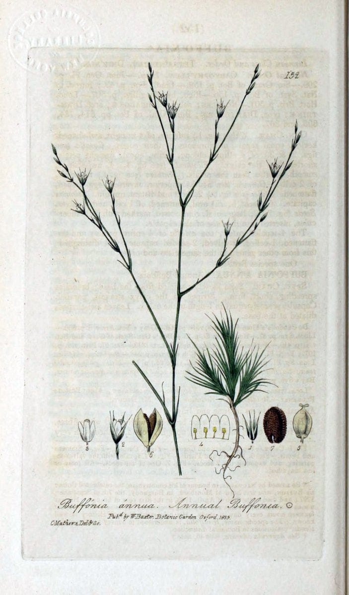 British phaenogamous botany,.Oxford,Published by the author, sold by J.H. Parker [etc.]1834-43.  | Vintage Print Reproduction 465030