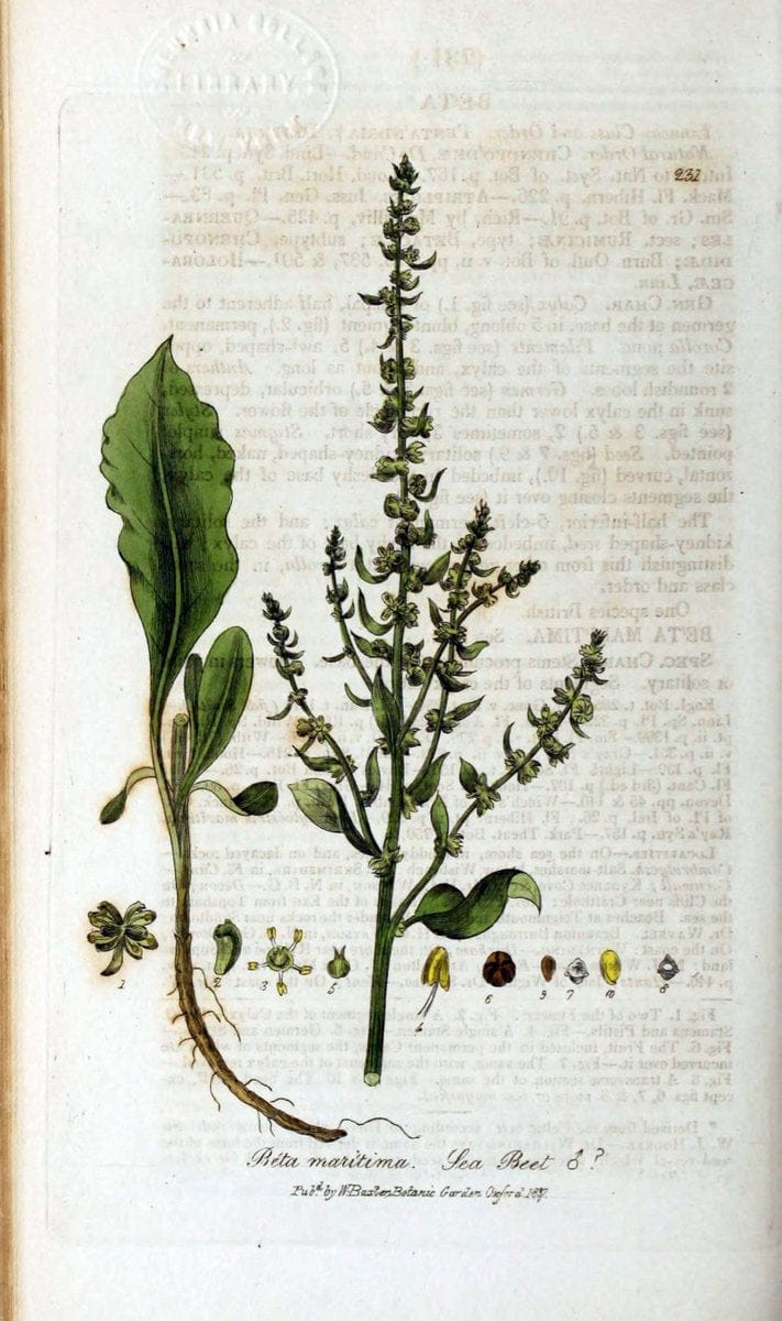 British phaenogamous botany,.Oxford,Published by the author, sold by J.H. Parker [etc.]1834-43.  | Vintage Print Reproduction 465031
