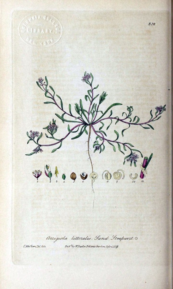 British phaenogamous botany,.Oxford,Published by the author, sold by J.H. Parker [etc.]1834-43.  | Vintage Print Reproduction 465032