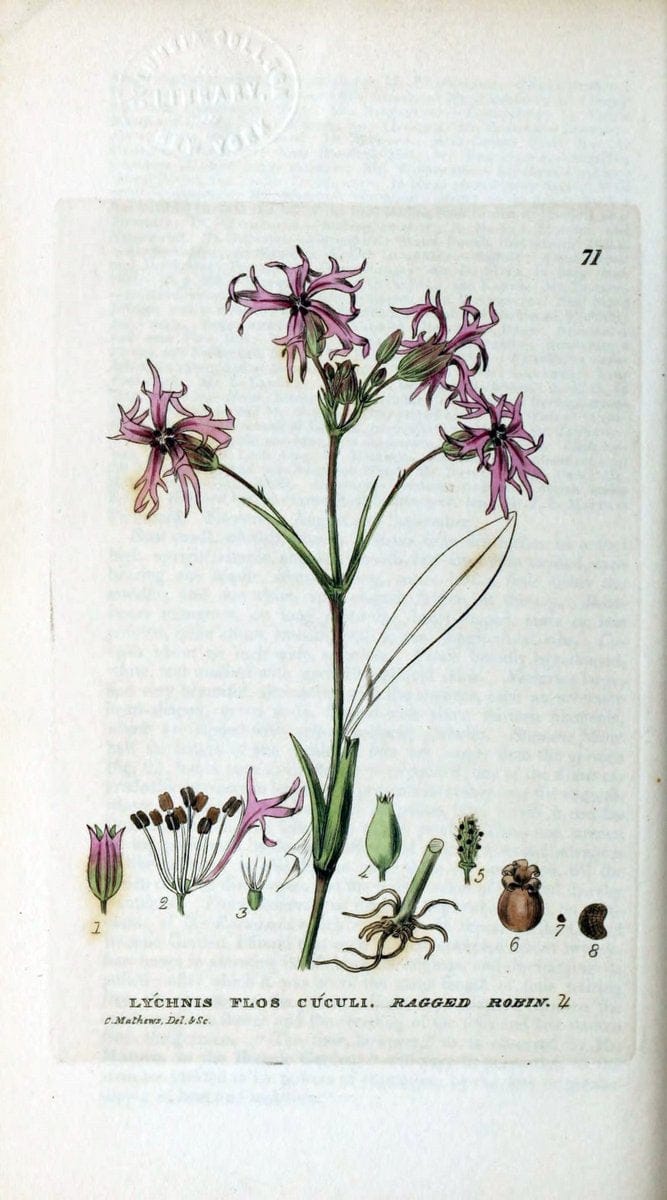 British phaenogamous botany,.Oxford,Published by the author, sold by J.H. Parker [etc.]1834-43.  | Vintage Print Reproduction 465033