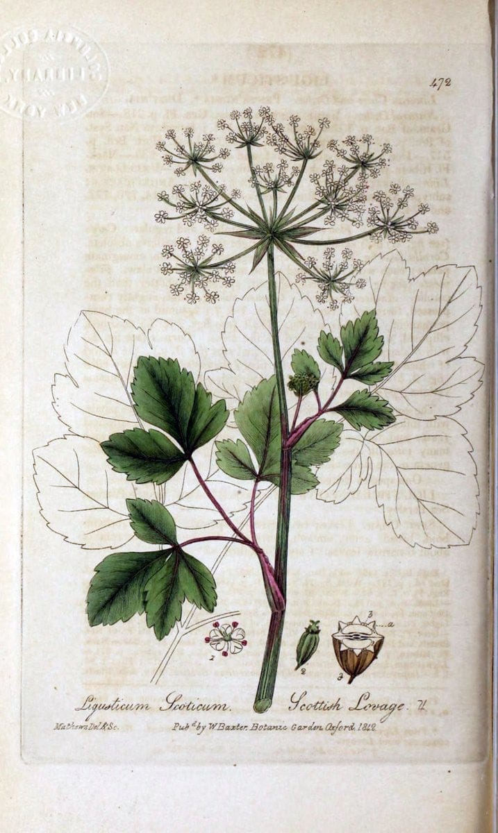 British phaenogamous botany,.Oxford,Published by the author, sold by J.H. Parker [etc.]1834-43.  | Vintage Print Reproduction 465034
