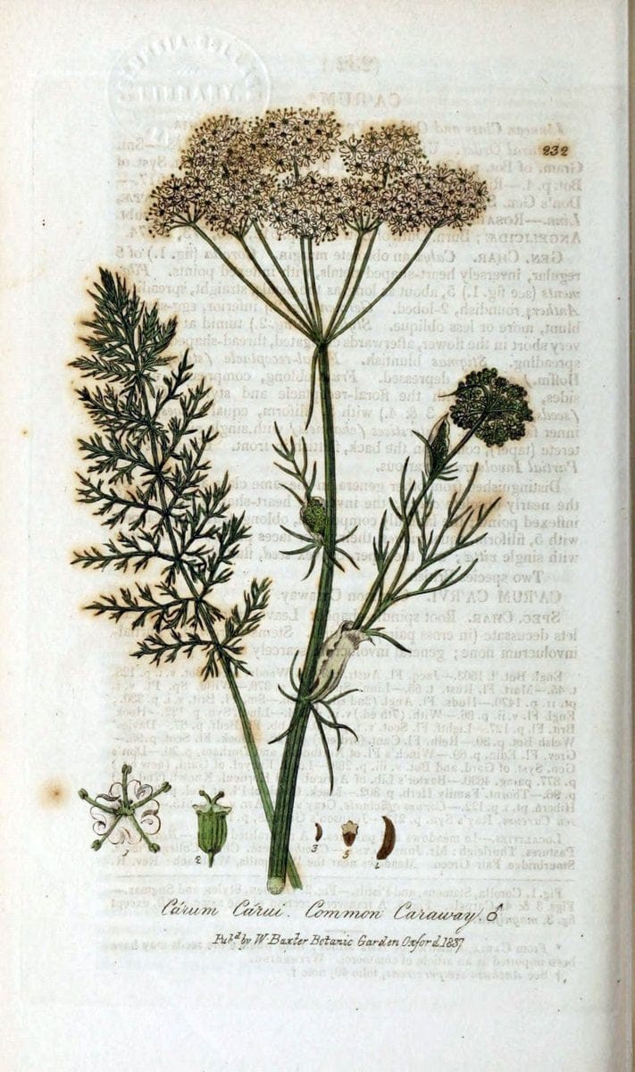 British phaenogamous botany,.Oxford,Published by the author, sold by J.H. Parker [etc.]1834-43.  | Vintage Print Reproduction 465035