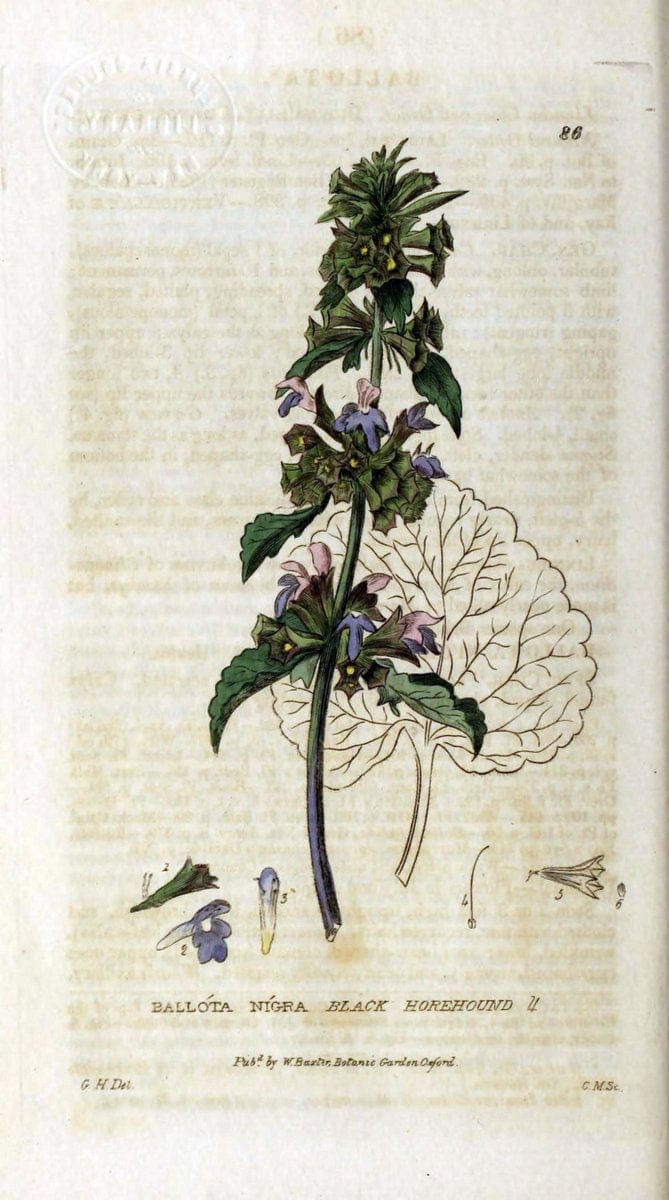 British phaenogamous botany,.Oxford,Published by the author, sold by J.H. Parker [etc.]1834-43.  | Vintage Print Reproduction 465040
