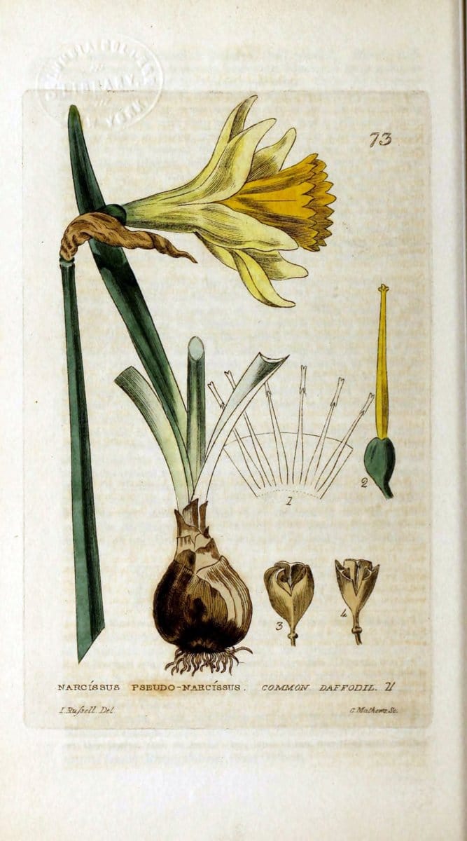 British phaenogamous botany,.Oxford,Published by the author, sold by J.H. Parker [etc.]1834-43.  | Vintage Print Reproduction 465043