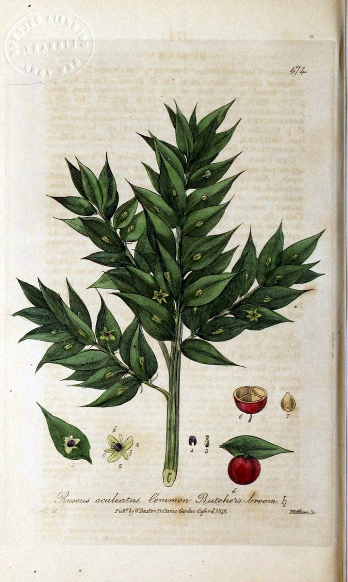 British phaenogamous botany,.Oxford,Published by the author, sold by J.H. Parker [etc.]1834-43.  | Vintage Print Reproduction 465044