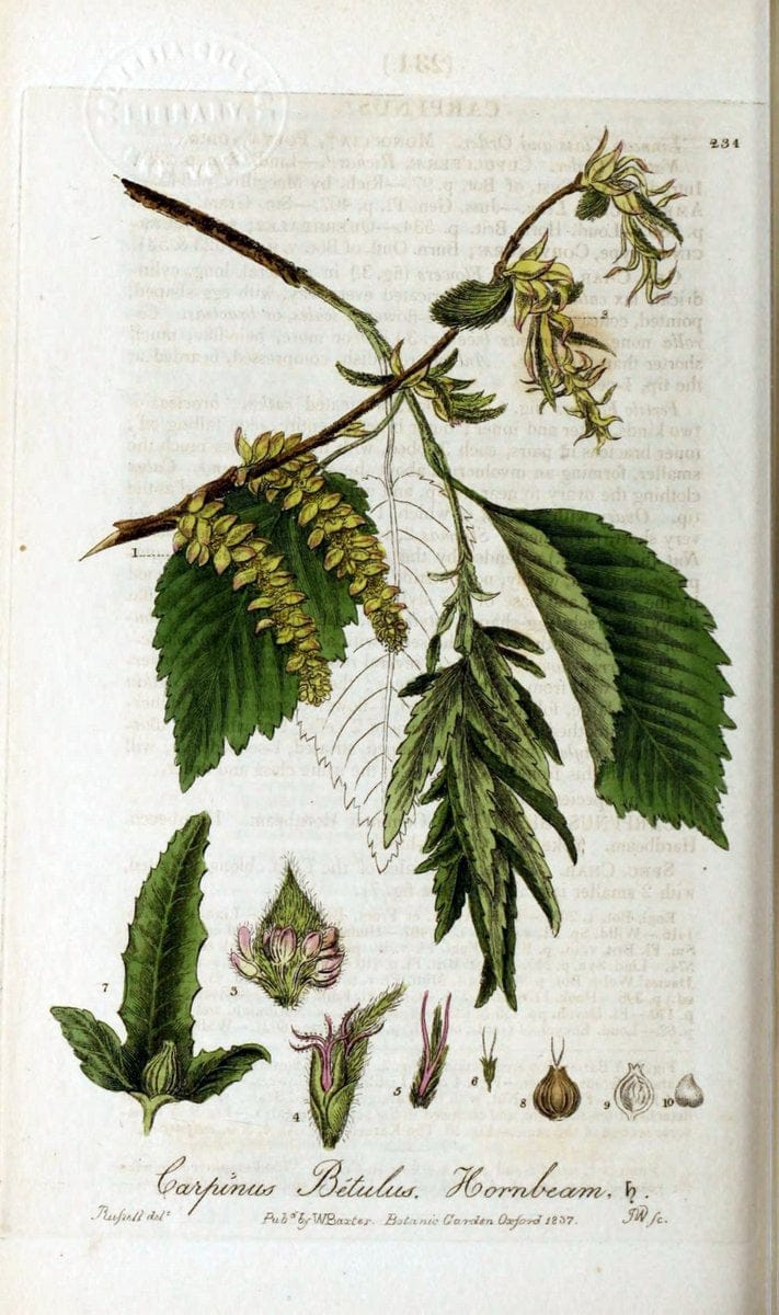 British phaenogamous botany,.Oxford,Published by the author, sold by J.H. Parker [etc.]1834-43.  | Vintage Print Reproduction 465047