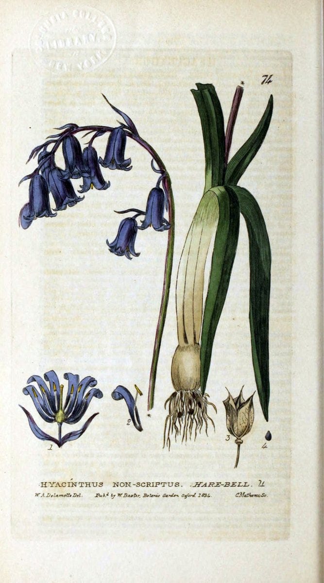 British phaenogamous botany,.Oxford,Published by the author, sold by J.H. Parker [etc.]1834-43.  | Vintage Print Reproduction 465050