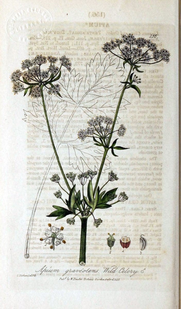 British phaenogamous botany,.Oxford,Published by the author, sold by J.H. Parker [etc.]1834-43.  | Vintage Print Reproduction 465052