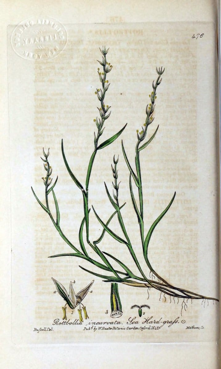 British phaenogamous botany,.Oxford,Published by the author, sold by J.H. Parker [etc.]1834-43.  | Vintage Print Reproduction 465055