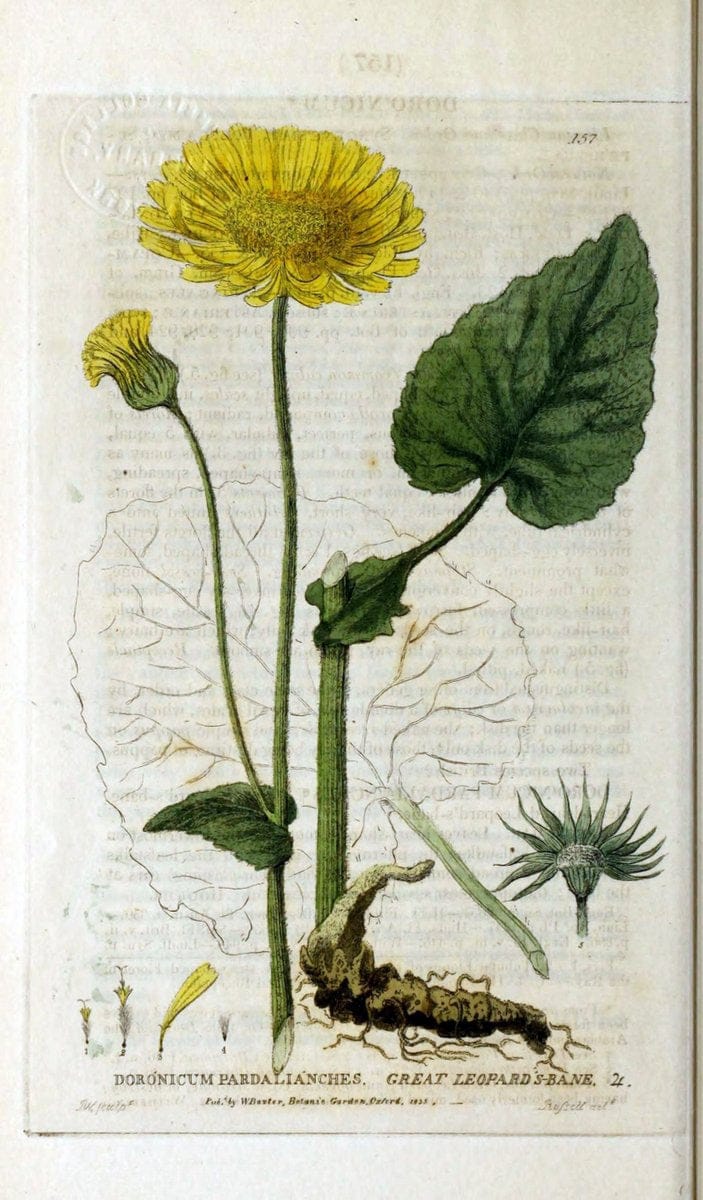 British phaenogamous botany,.Oxford,Published by the author, sold by J.H. Parker [etc.]1834-43.  | Vintage Print Reproduction 465057