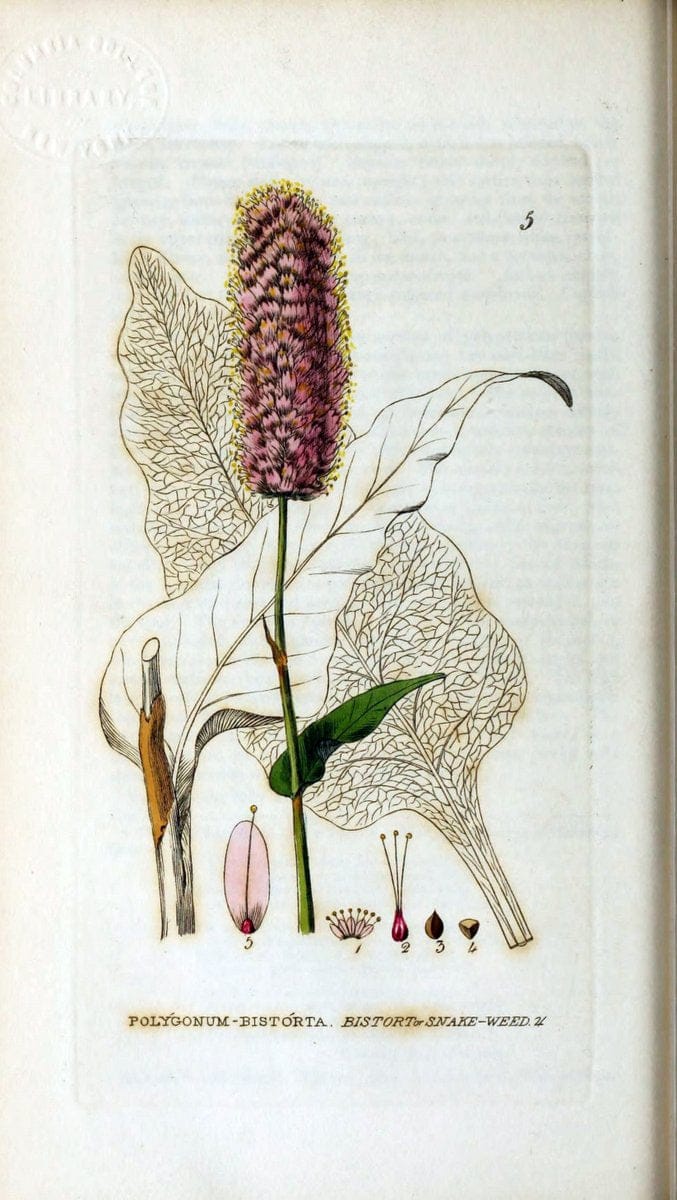 British phaenogamous botany,.Oxford,Published by the author, sold by J.H. Parker [etc.]1834-43.  | Vintage Print Reproduction 465068