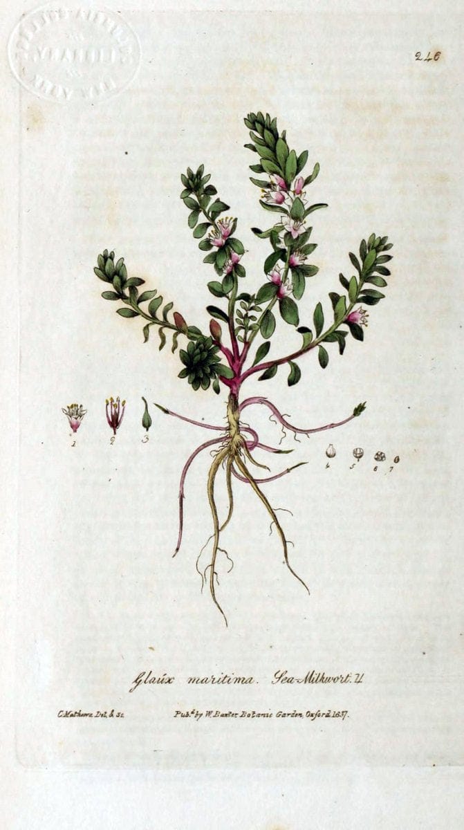British phaenogamous botany,.Oxford,Published by the author, sold by J.H. Parker [etc.]1834-43.  | Vintage Print Reproduction 465069