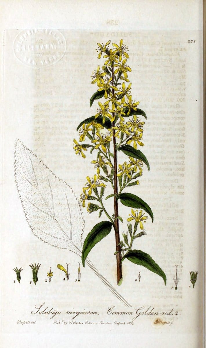 British phaenogamous botany,.Oxford,Published by the author, sold by J.H. Parker [etc.]1834-43.  | Vintage Print Reproduction 465070