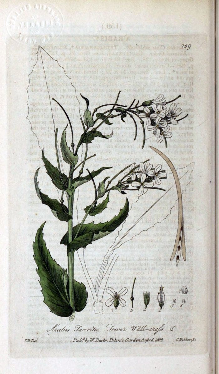 British phaenogamous botany,.Oxford,Published by the author, sold by J.H. Parker [etc.]1834-43.  | Vintage Print Reproduction 465071