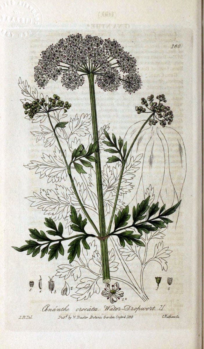 British phaenogamous botany,.Oxford,Published by the author, sold by J.H. Parker [etc.]1834-43.  | Vintage Print Reproduction 465075