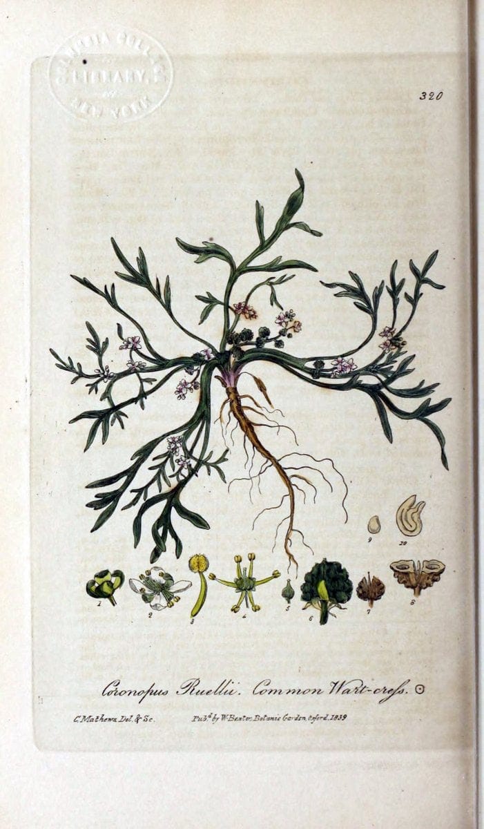 British phaenogamous botany,.Oxford,Published by the author, sold by J.H. Parker [etc.]1834-43.  | Vintage Print Reproduction 465079