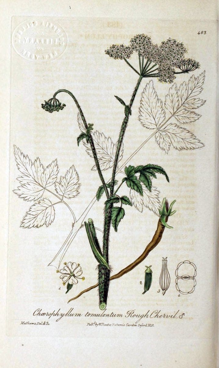 British phaenogamous botany,.Oxford,Published by the author, sold by J.H. Parker [etc.]1834-43.  | Vintage Print Reproduction 465084