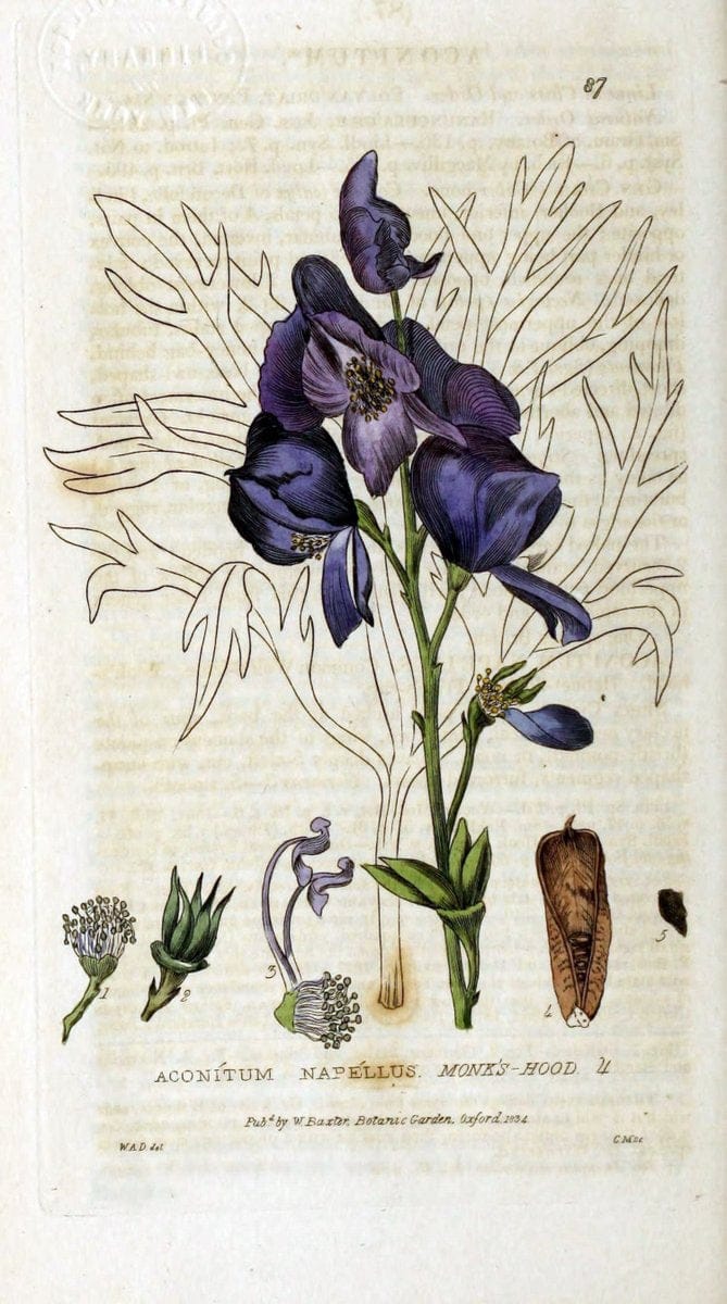 British phaenogamous botany,.Oxford,Published by the author, sold by J.H. Parker [etc.]1834-43.  | Vintage Print Reproduction 465085