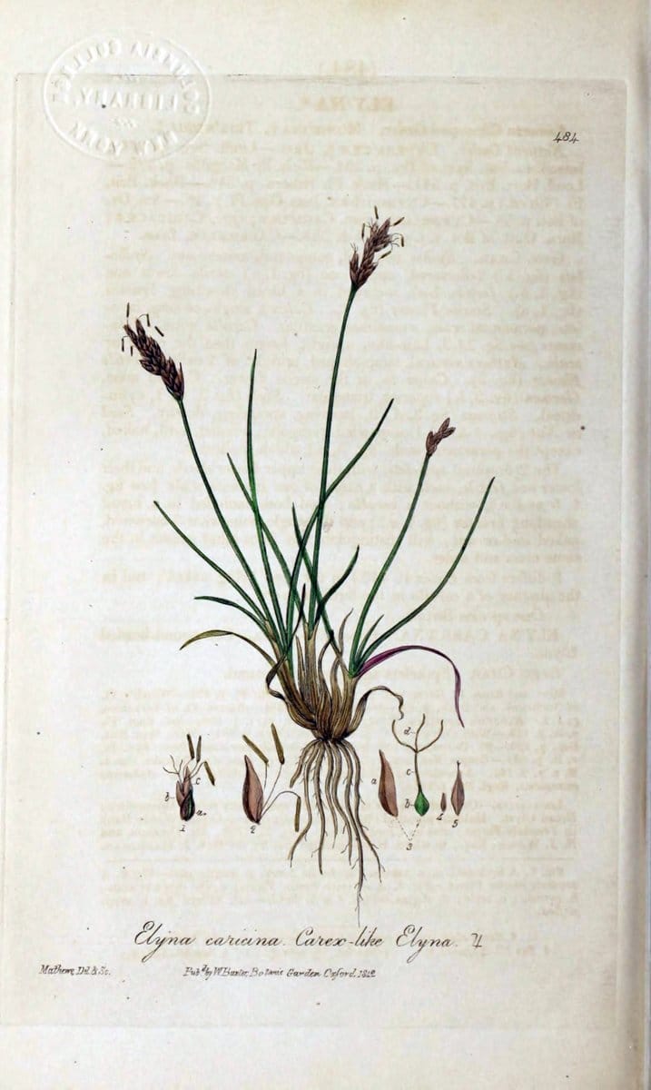 British phaenogamous botany,.Oxford,Published by the author, sold by J.H. Parker [etc.]1834-43.  | Vintage Print Reproduction 465086