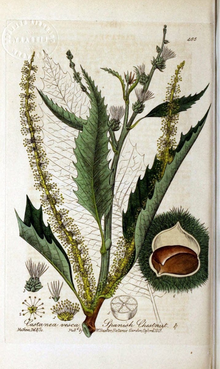British phaenogamous botany,.Oxford,Published by the author, sold by J.H. Parker [etc.]1834-43.  | Vintage Print Reproduction 465087