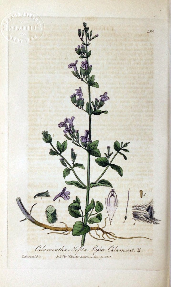 British phaenogamous botany,.Oxford,Published by the author, sold by J.H. Parker [etc.]1834-43.  | Vintage Print Reproduction 465088