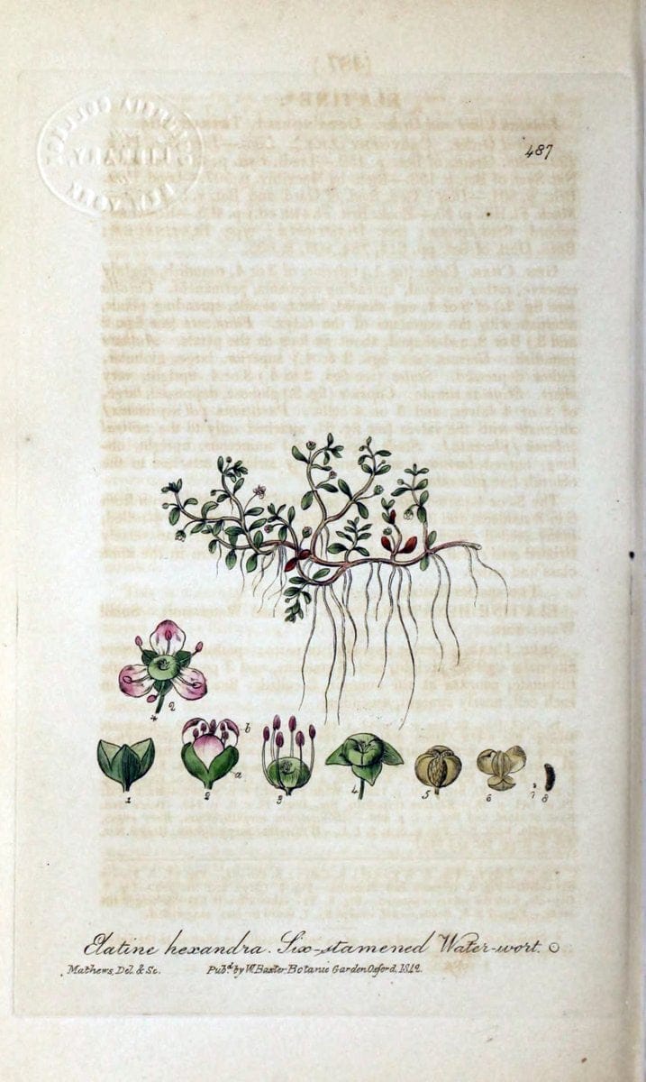 British phaenogamous botany,.Oxford,Published by the author, sold by J.H. Parker [etc.]1834-43.  | Vintage Print Reproduction 465089