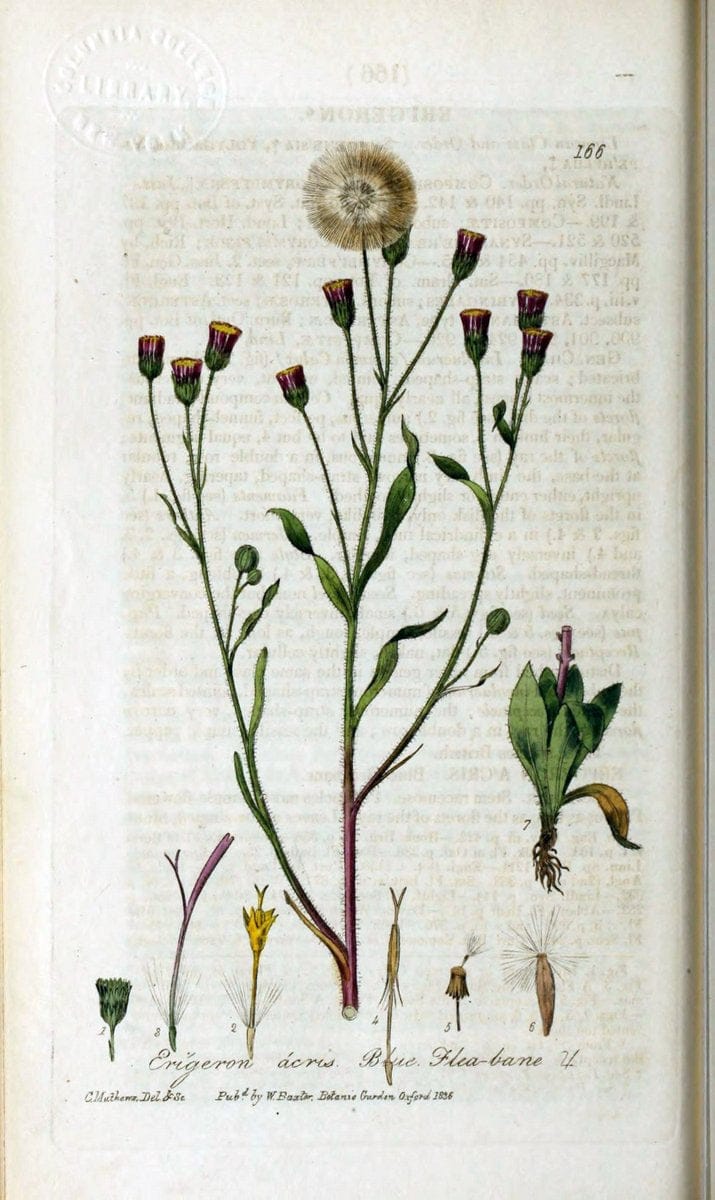 British phaenogamous botany,.Oxford,Published by the author, sold by J.H. Parker [etc.]1834-43.  | Vintage Print Reproduction 465092