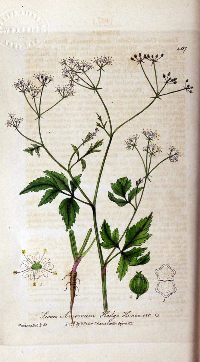 British phaenogamous botany,.Oxford,Published by the author, sold by J.H. Parker [etc.]1834-43.  | Vintage Print Reproduction 465093