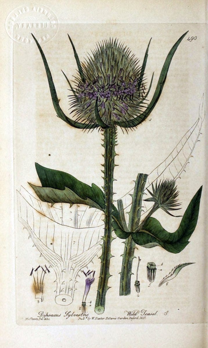 British phaenogamous botany,.Oxford,Published by the author, sold by J.H. Parker [etc.]1834-43.  | Vintage Print Reproduction 465096