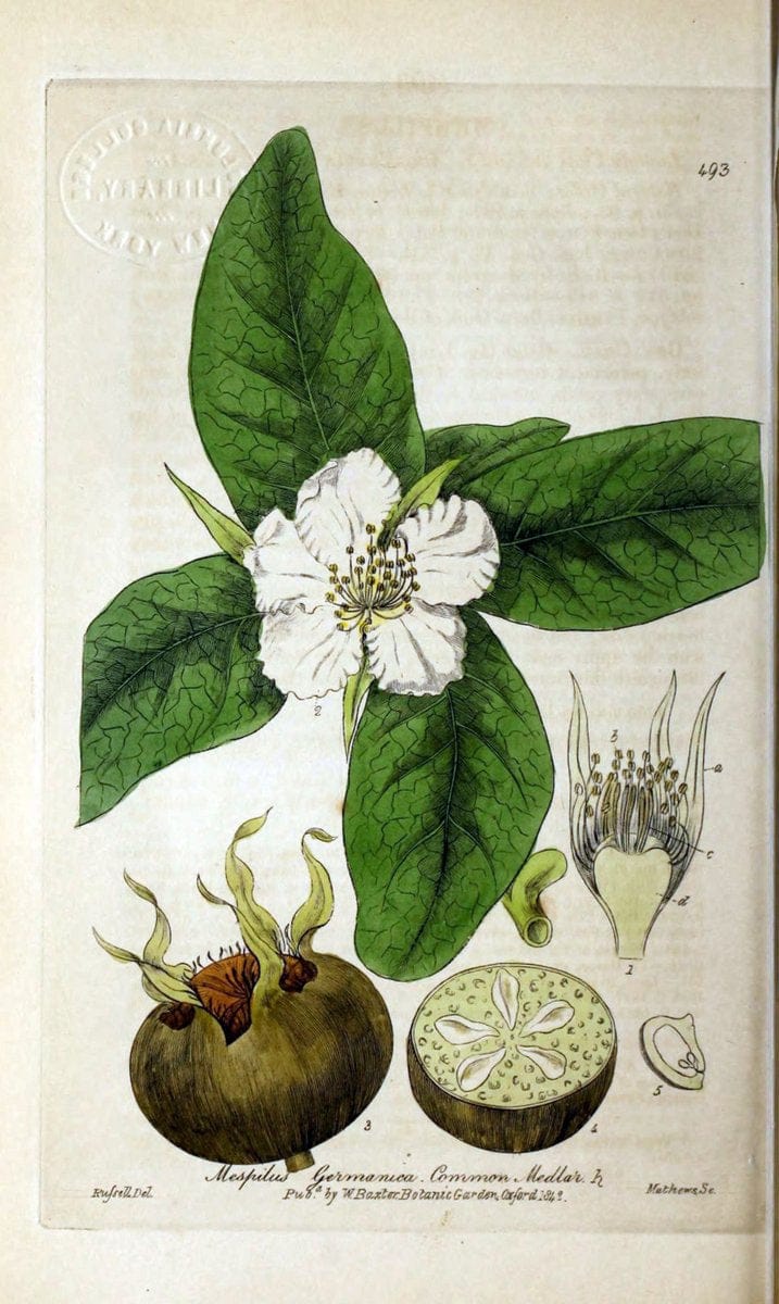 British phaenogamous botany,.Oxford,Published by the author, sold by J.H. Parker [etc.]1834-43.  | Vintage Print Reproduction 465099