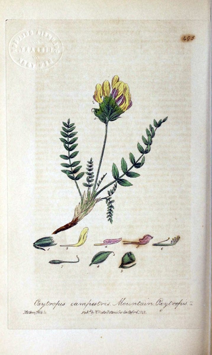 British phaenogamous botany,.Oxford,Published by the author, sold by J.H. Parker [etc.]1834-43.  | Vintage Print Reproduction 465102
