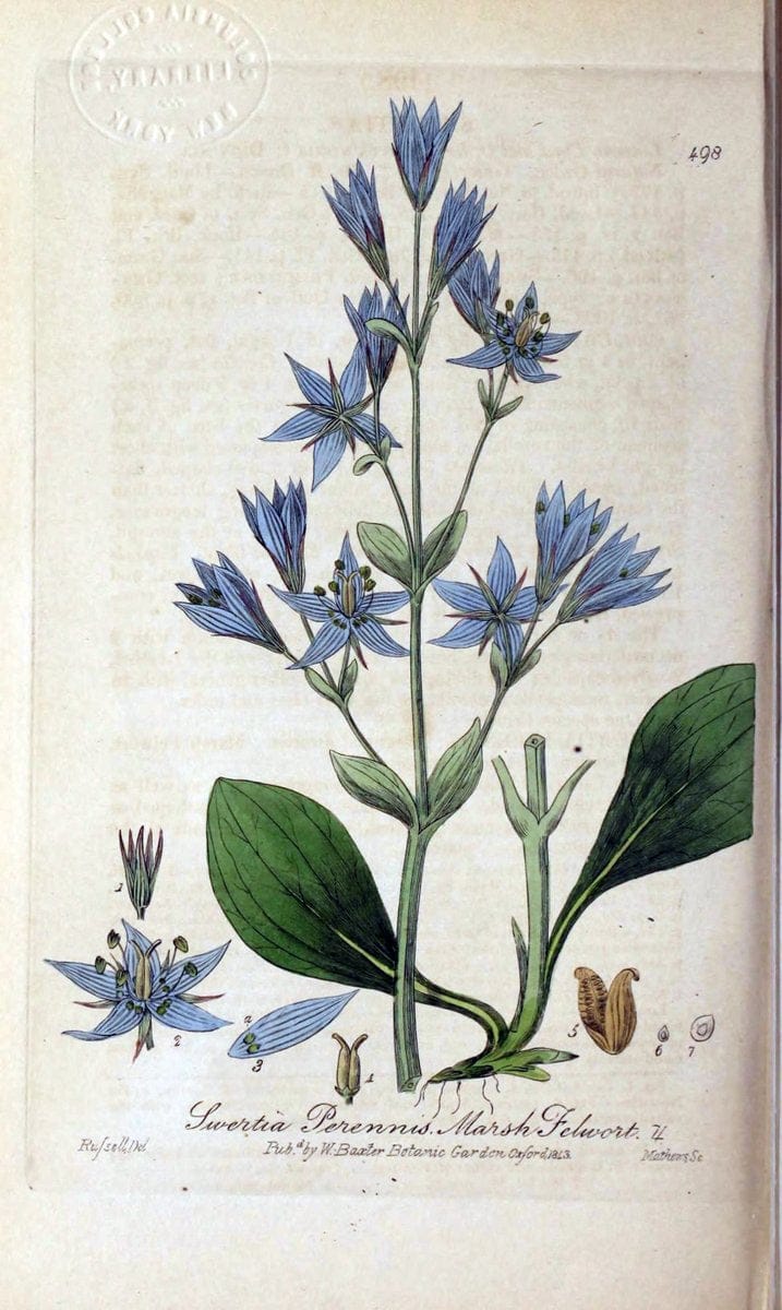 British phaenogamous botany,.Oxford,Published by the author, sold by J.H. Parker [etc.]1834-43.  | Vintage Print Reproduction 465105