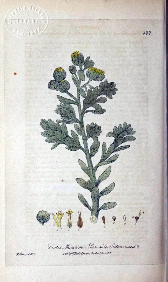 British phaenogamous botany,.Oxford,Published by the author, sold by J.H. Parker [etc.]1834-43.  | Vintage Print Reproduction 465106