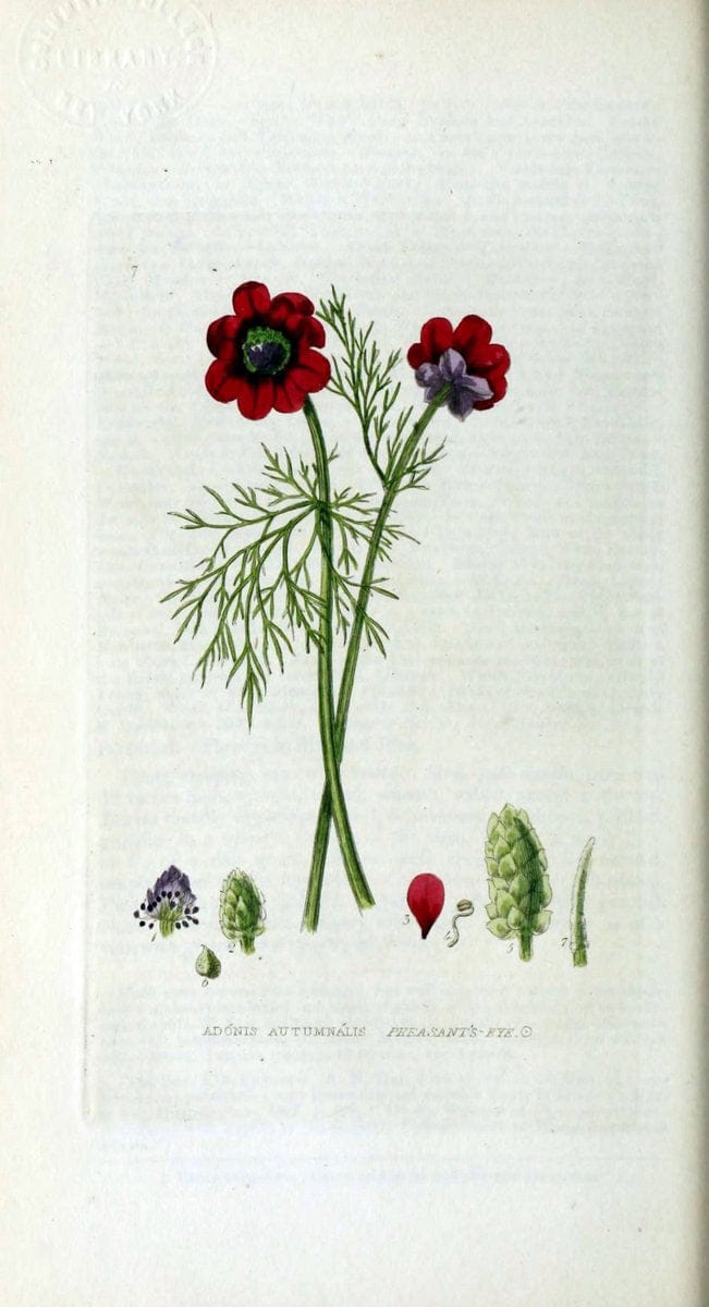 British phaenogamous botany,.Oxford,Published by the author, sold by J.H. Parker [etc.]1834-43.  | Vintage Print Reproduction 465108