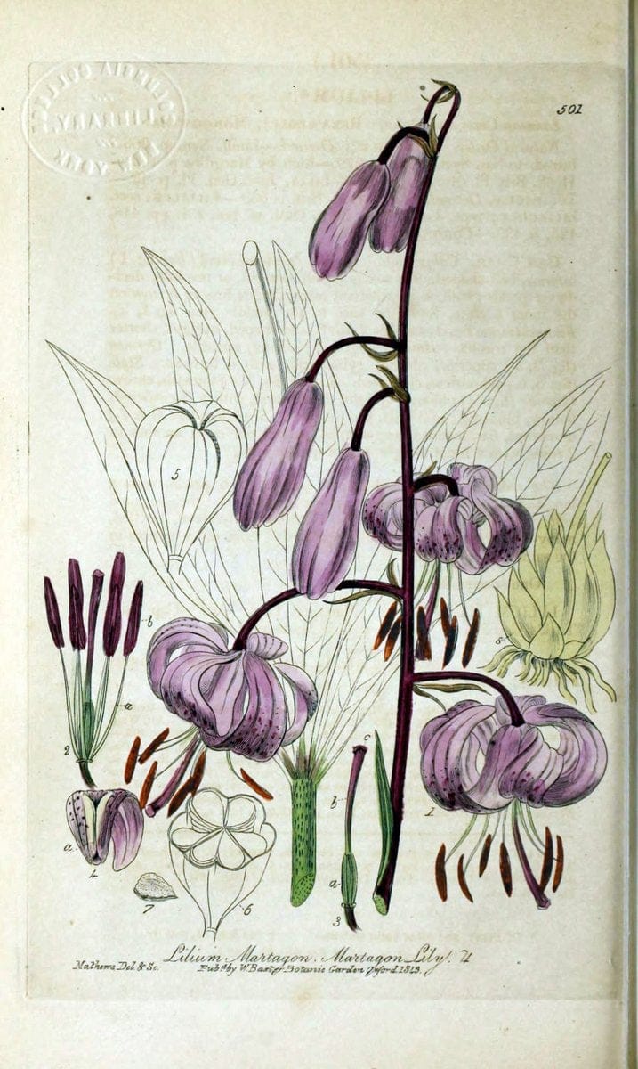 British phaenogamous botany,.Oxford,Published by the author, sold by J.H. Parker [etc.]1834-43.  | Vintage Print Reproduction 465112