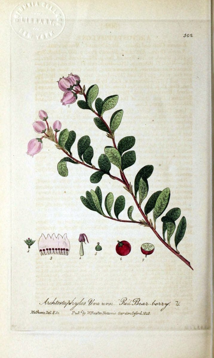 British phaenogamous botany,.Oxford,Published by the author, sold by J.H. Parker [etc.]1834-43.  | Vintage Print Reproduction 465113