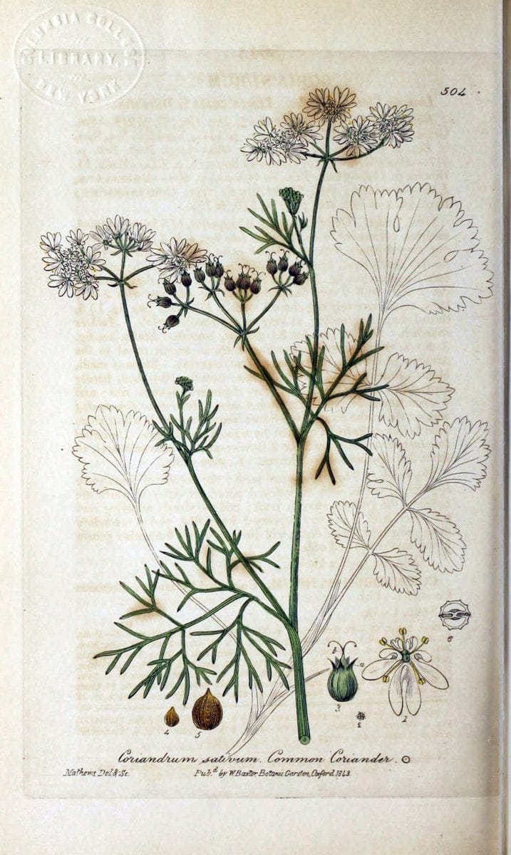 British phaenogamous botany,.Oxford,Published by the author, sold by J.H. Parker [etc.]1834-43.  | Vintage Print Reproduction 465115