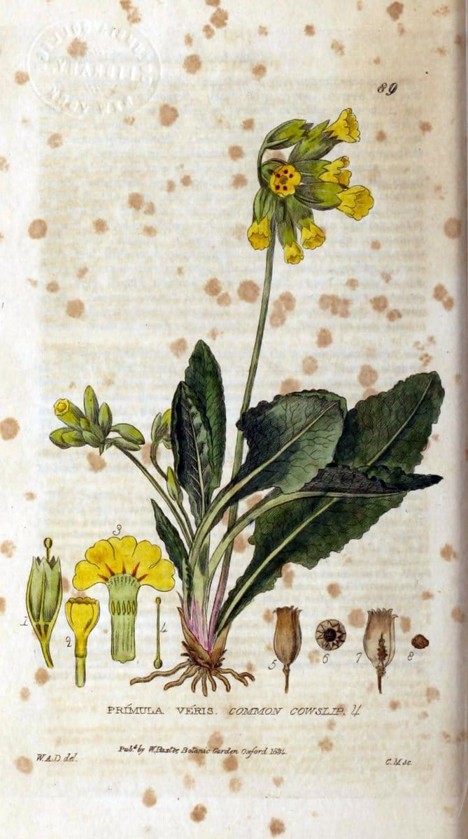 British phaenogamous botany,.Oxford,Published by the author, sold by J.H. Parker [etc.]1834-43.  | Vintage Print Reproduction 465116