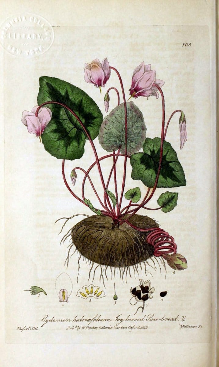 British phaenogamous botany,.Oxford,Published by the author, sold by J.H. Parker [etc.]1834-43.  | Vintage Print Reproduction 465117