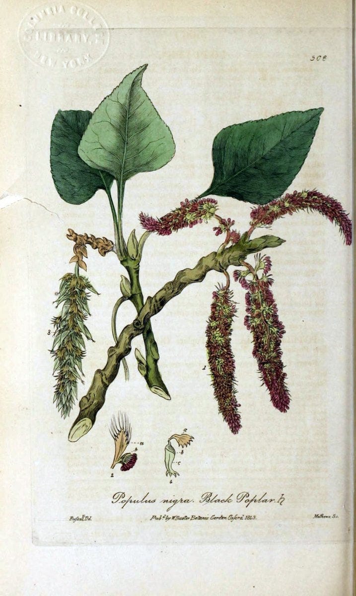 British phaenogamous botany,.Oxford,Published by the author, sold by J.H. Parker [etc.]1834-43.  | Vintage Print Reproduction 465118
