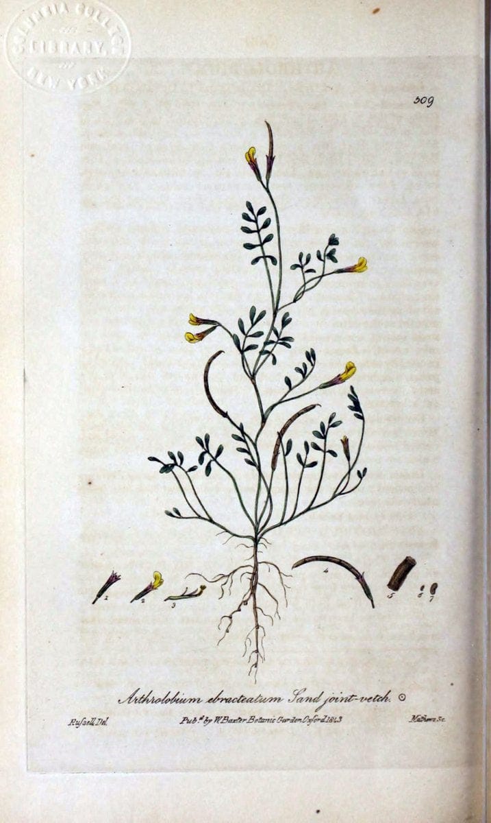 British phaenogamous botany,.Oxford,Published by the author, sold by J.H. Parker [etc.]1834-43.  | Vintage Print Reproduction 465121