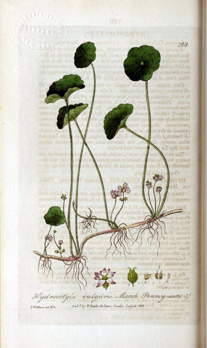 British phaenogamous botany,.Oxford,Published by the author, sold by J.H. Parker [etc.]1834-43.  | Vintage Print Reproduction 465123
