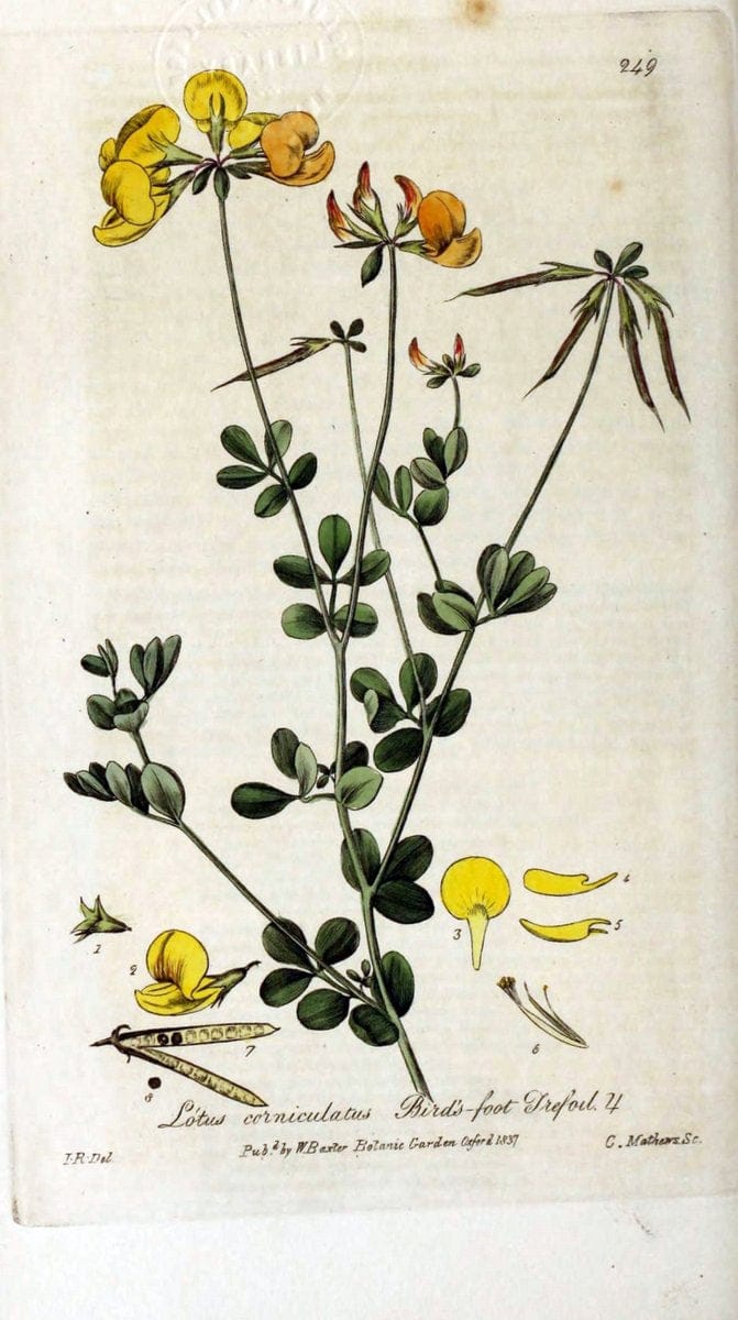 British phaenogamous botany,.Oxford,Published by the author, sold by J.H. Parker [etc.]1834-43.  | Vintage Print Reproduction 465125