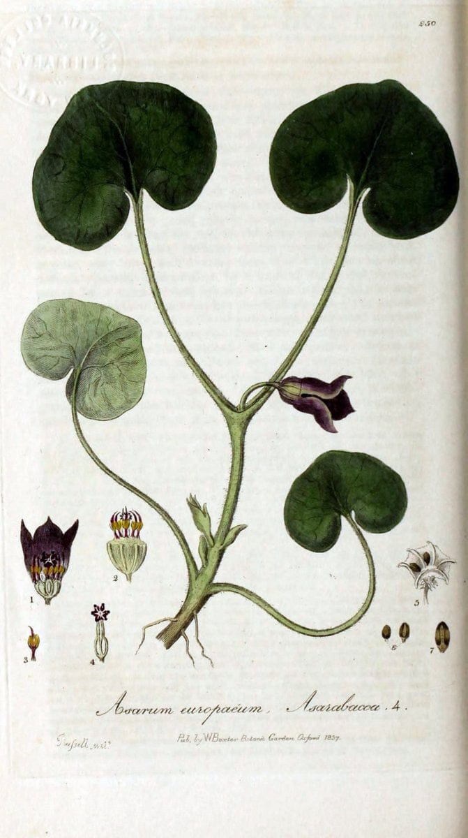 British phaenogamous botany,.Oxford,Published by the author, sold by J.H. Parker [etc.]1834-43.  | Vintage Print Reproduction 465128