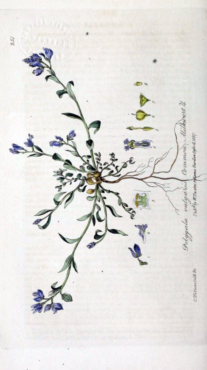 British phaenogamous botany,.Oxford,Published by the author, sold by J.H. Parker [etc.]1834-43.  | Vintage Print Reproduction 465133